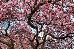 Magnolia-Tree-Laurie-Sandow